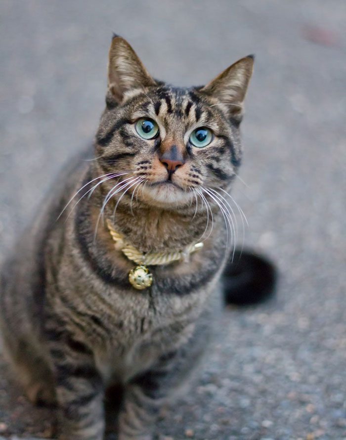 【大きいサイズのおすすめ】猫マニア必見！落書きネコの○○が超可愛いキャット柄ワンピースM-5L