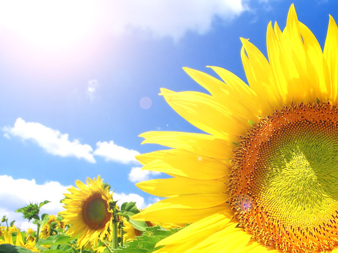 【大きいサイズのおすすめ】暑がりな私でも着れました！夏でもストレスを感じさせないフレア袖トップス LL-4L