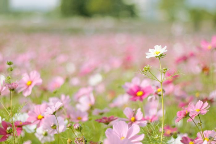 【体型隠しのセオリー】一気に旬顔☆あなたは何色を選ぶ？ポジティブカラーで叶える着痩せ術！